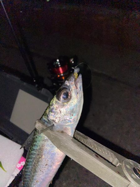 今年最後のアジング