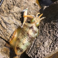 また魚？　じゃなかった！