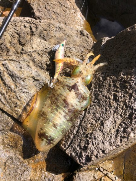 また魚？　じゃなかった！