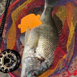 ヘチってきました