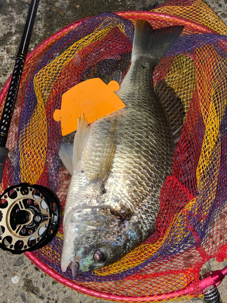 ヘチってきました