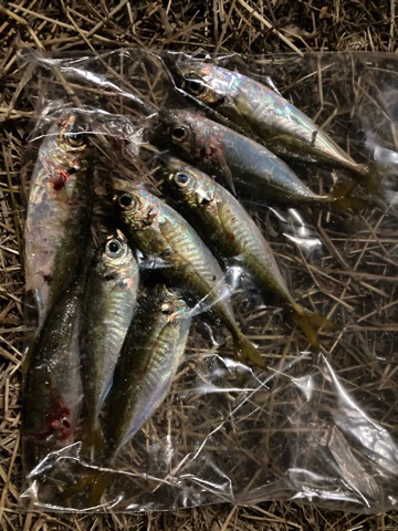 ミニにはミニで