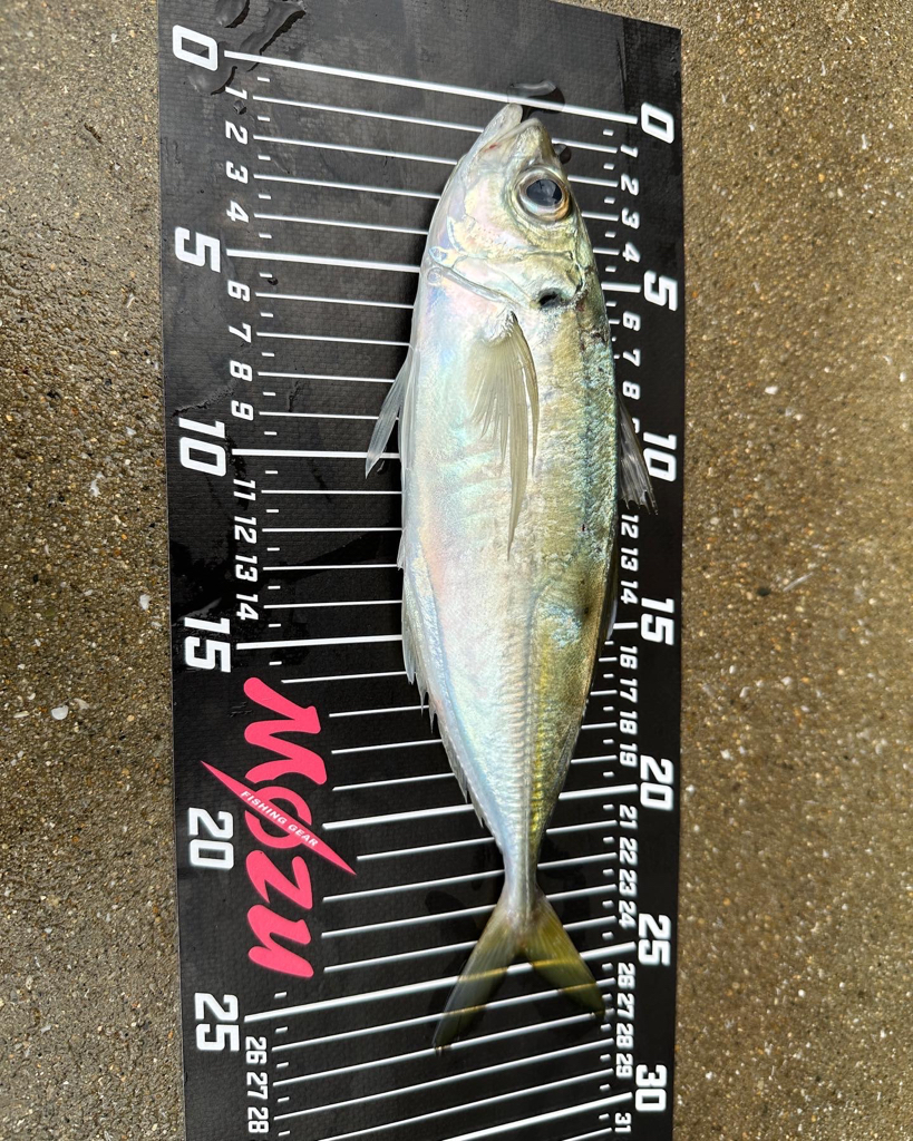 朝マズメチャレンジ