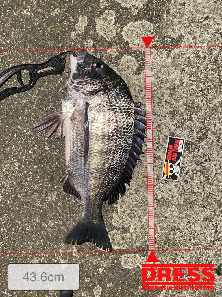 え？チヌだったの？！