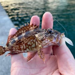 アジングに行きました