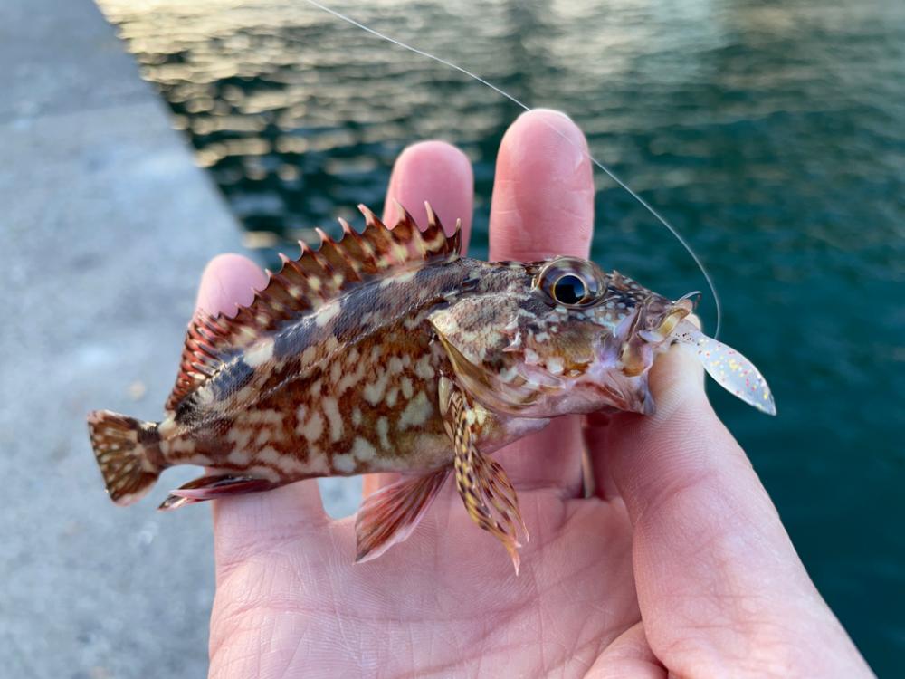 アジングに行きました