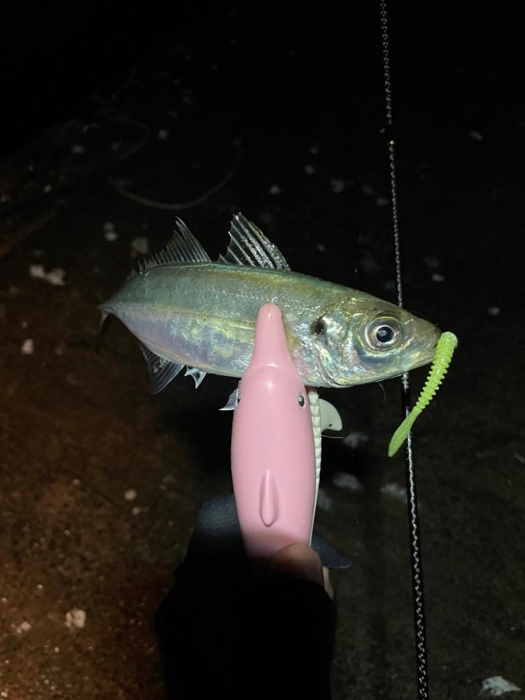 コンスタントにアジ爆釣！【美浜】