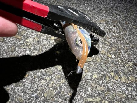 鯵を探して三千里Vel.10