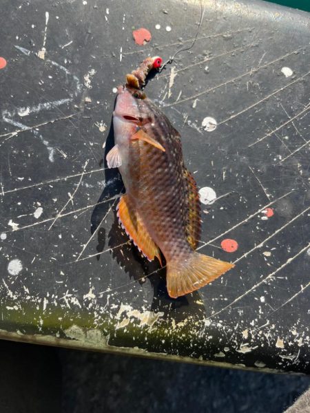 短時間ライトゲーム