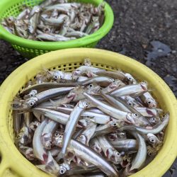 豊漁！　ワカサギ釣り