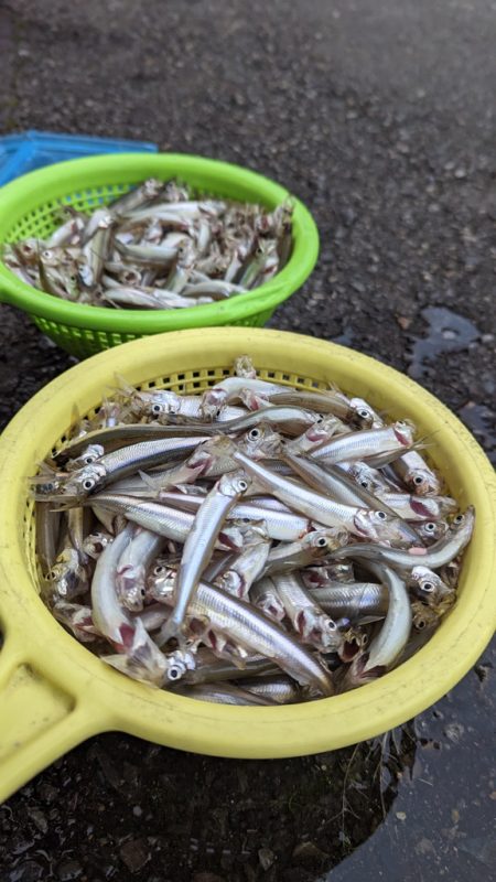 豊漁！　ワカサギ釣り