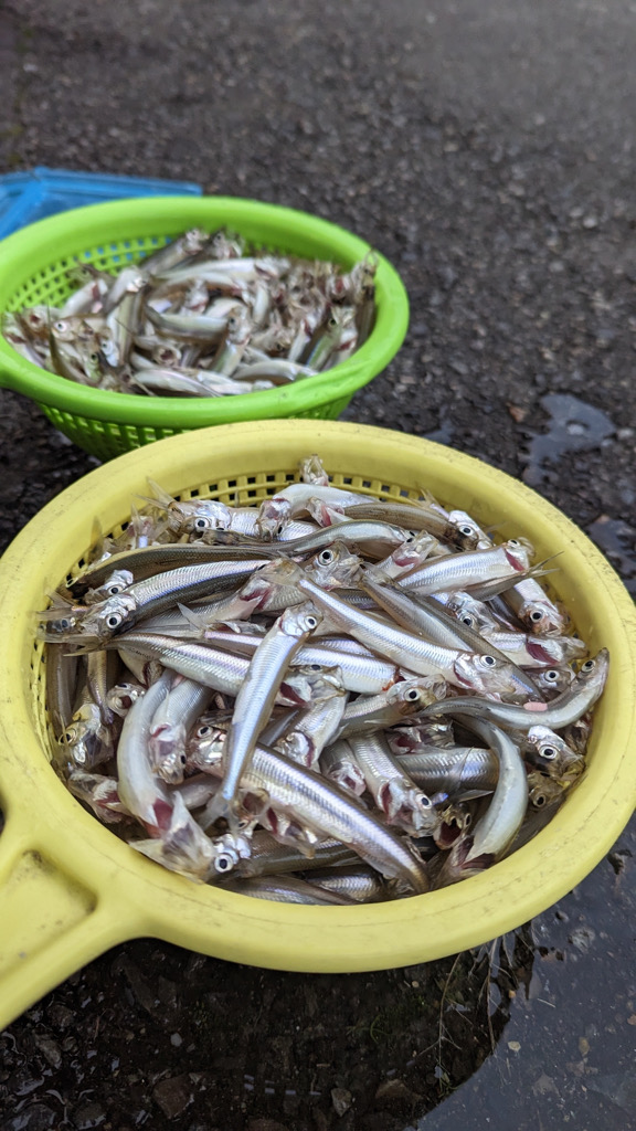 豊漁！　ワカサギ釣り