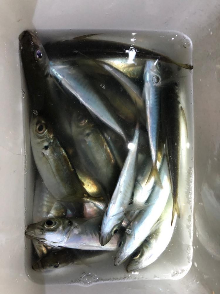 メバリングからのアジング