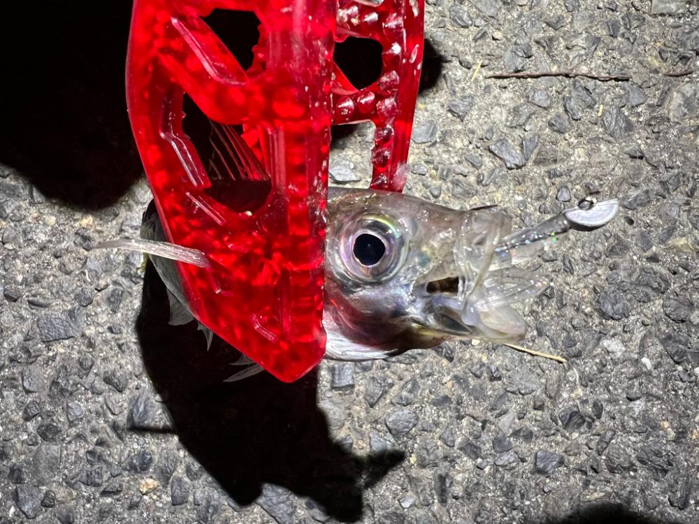 鯵を探して三千里Vel.15