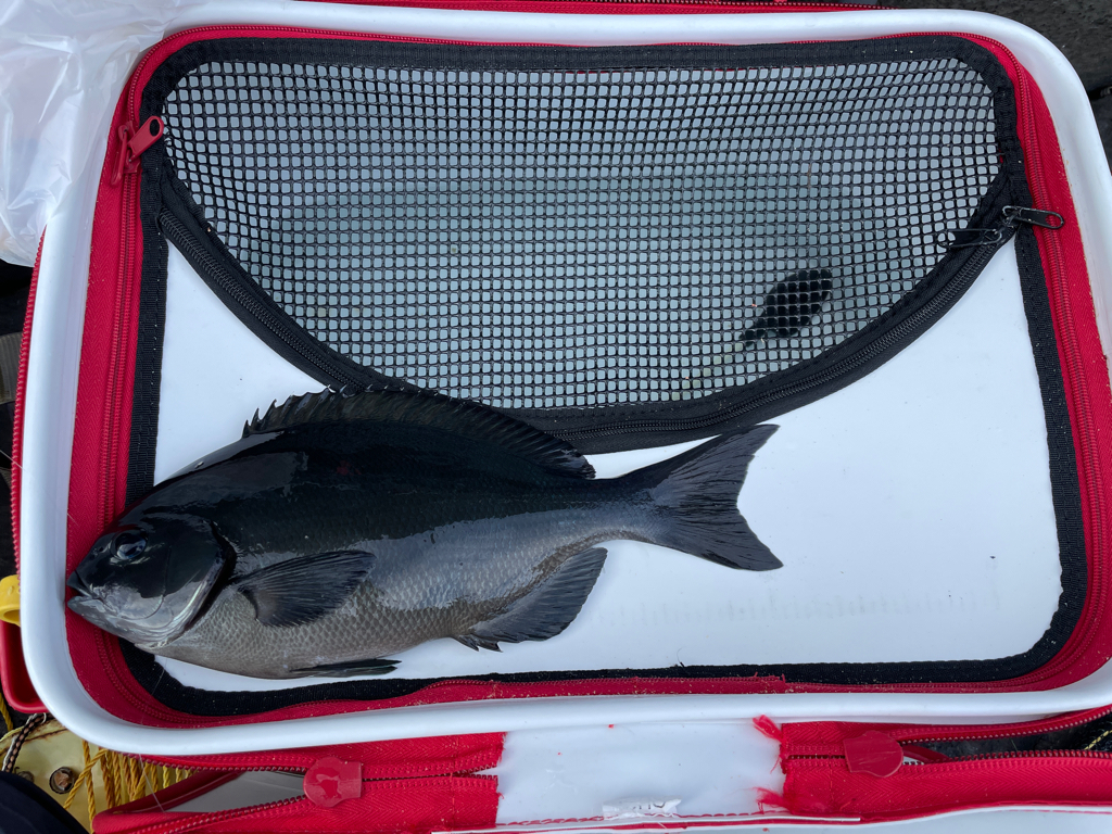 イガイガ根でフカセ釣り