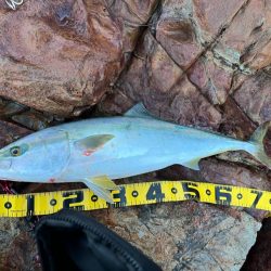 外泊泊まり込みメジロ水面爆発Ὂ…