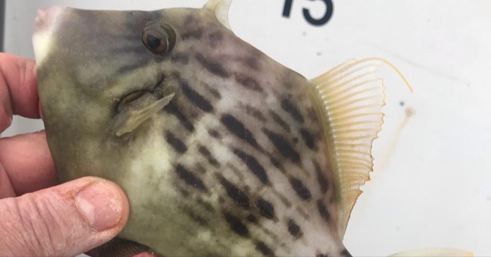 カワハギ&ショウサイフグわ