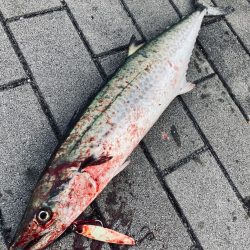 湾奥コスモへイルカ再び。青牙60cm。。