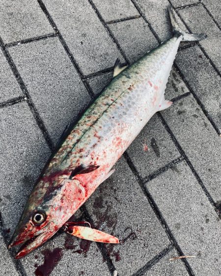 湾奥コスモへイルカ再び。青牙60cm。。