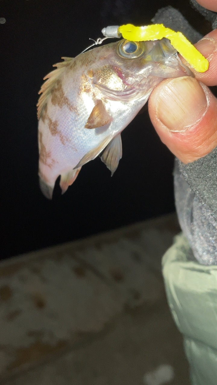 メバリング修行