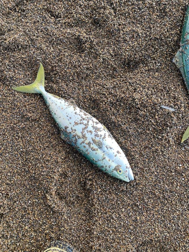 サーフジギング