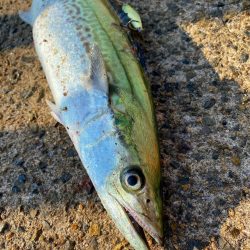 鰤族釣りのはずが