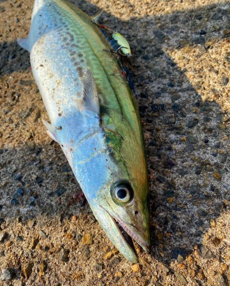 鰤族釣りのはずが