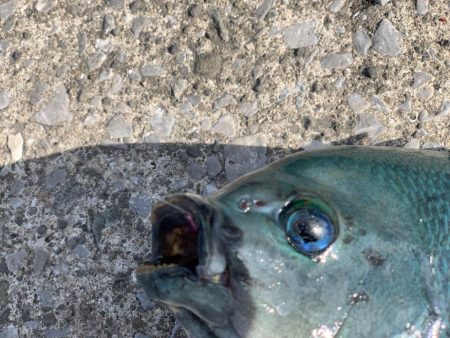 近場でグレ釣り