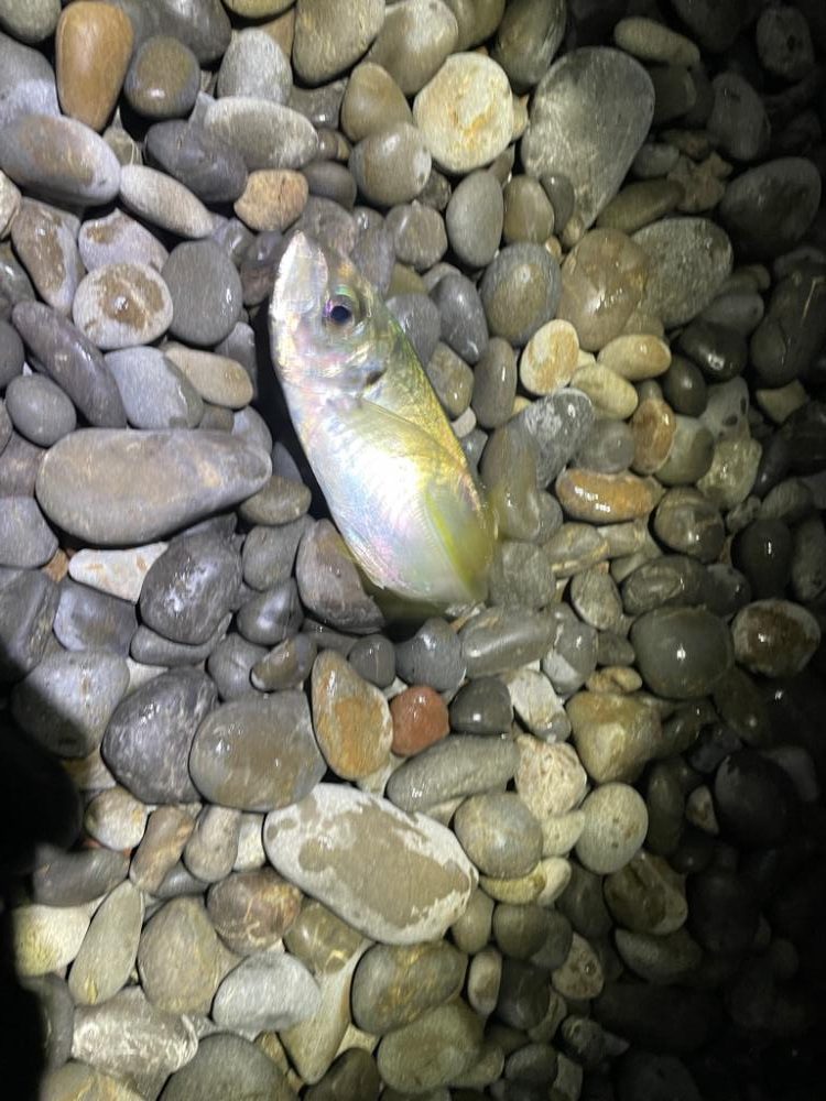 ちょい投げサビキ