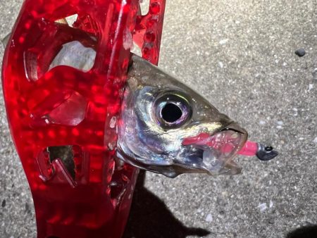 鯵を探して三千里Vel.16