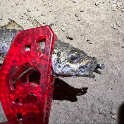 鯵を探して三千里Vel.12