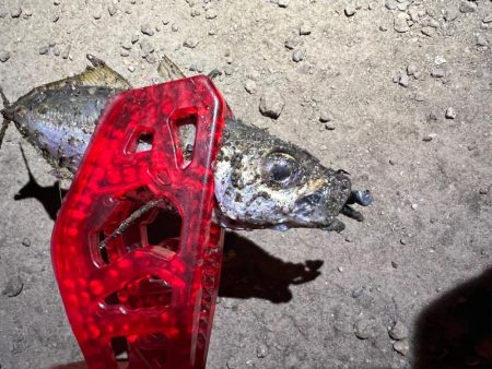 鯵を探して三千里Vel.12