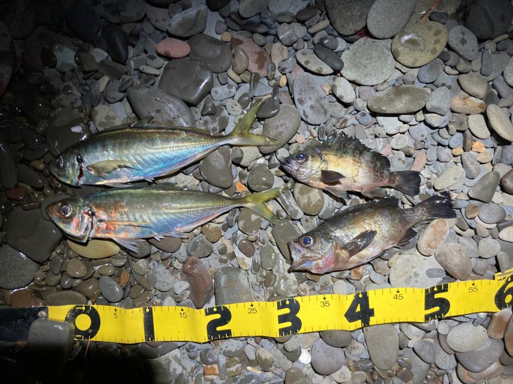 寒波の尺アジング