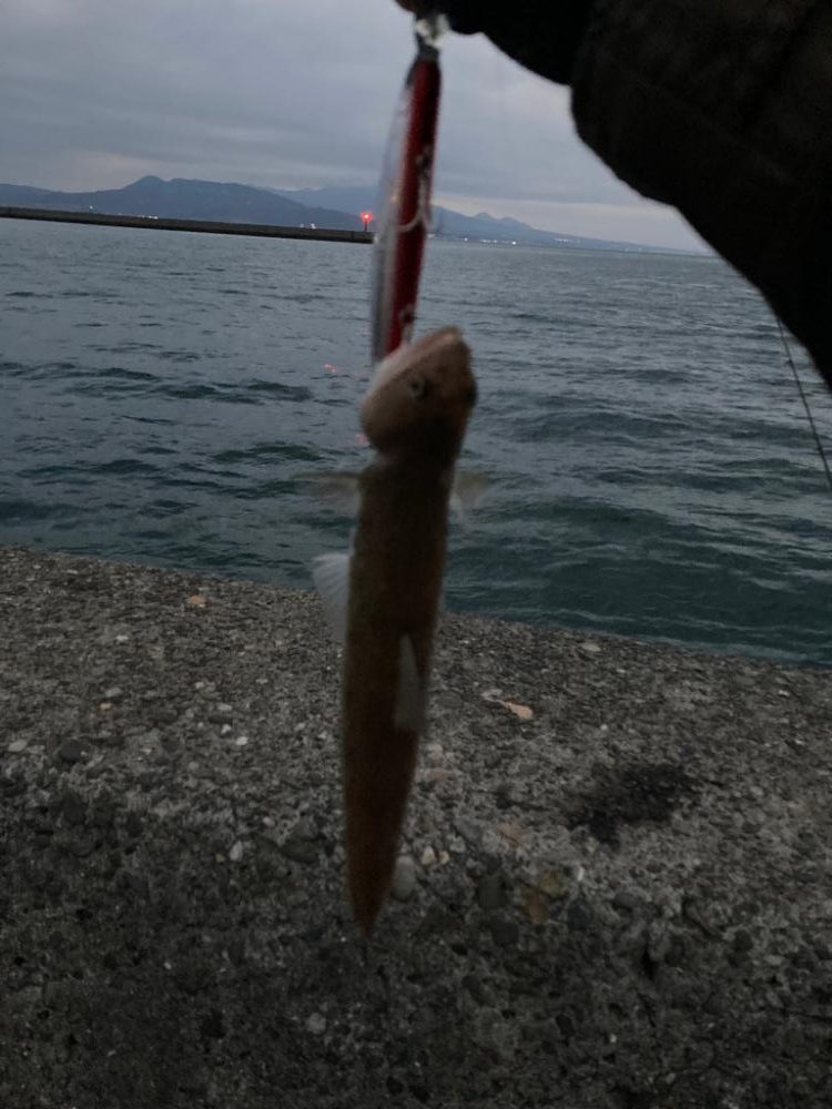 鬼池での初朝マズメ