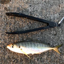 デカあじ　ゲット