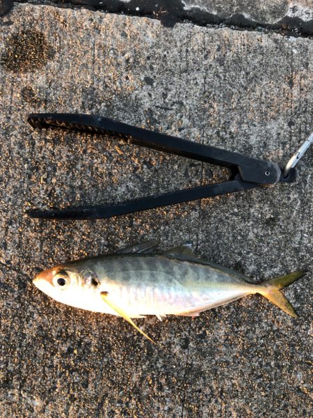 デカあじ　ゲット