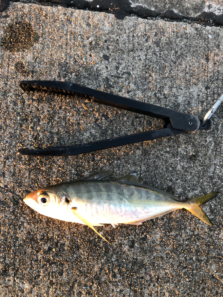 デカあじ　ゲット