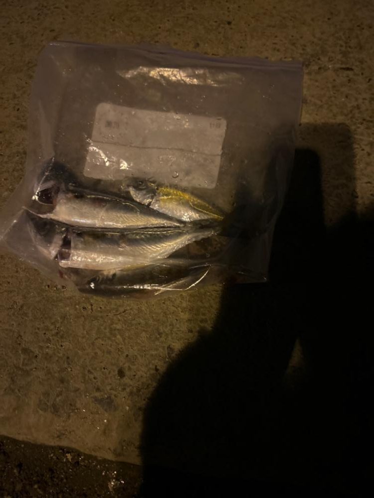 初投稿!そして初アジング釣果