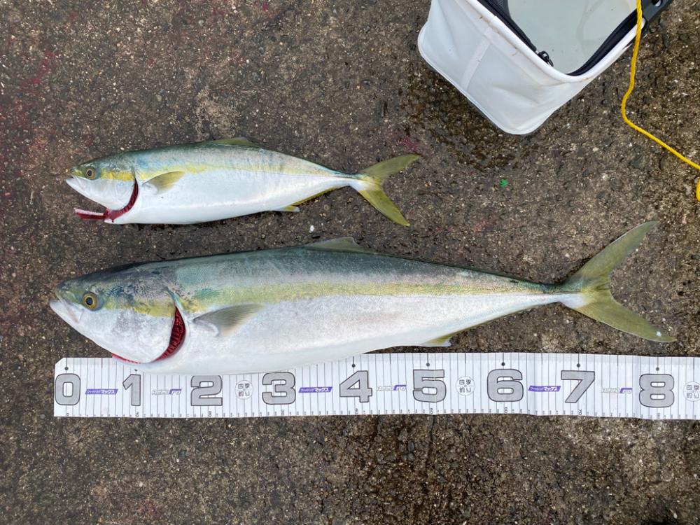 ノマセ好調‼️