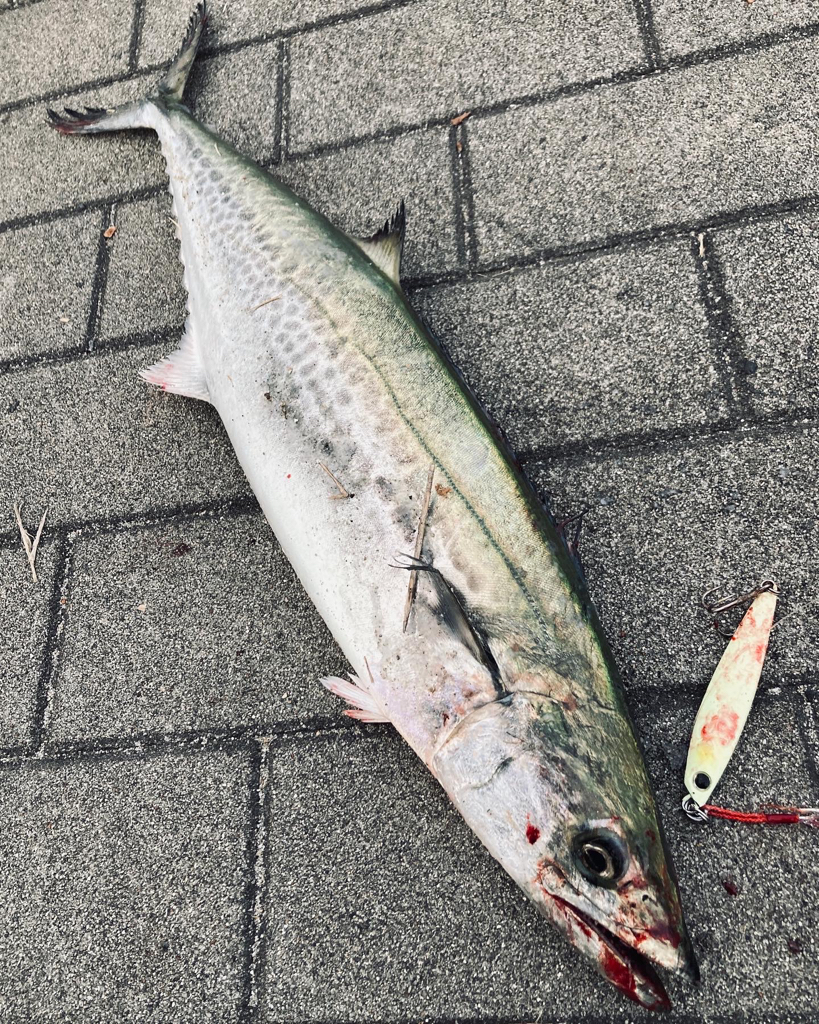 湾奥リベンジャーズ。青牙59cm。。