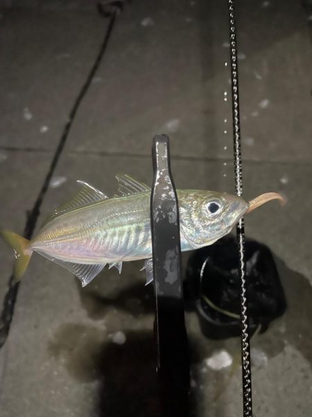 ポツポツアジング【若狭湾】