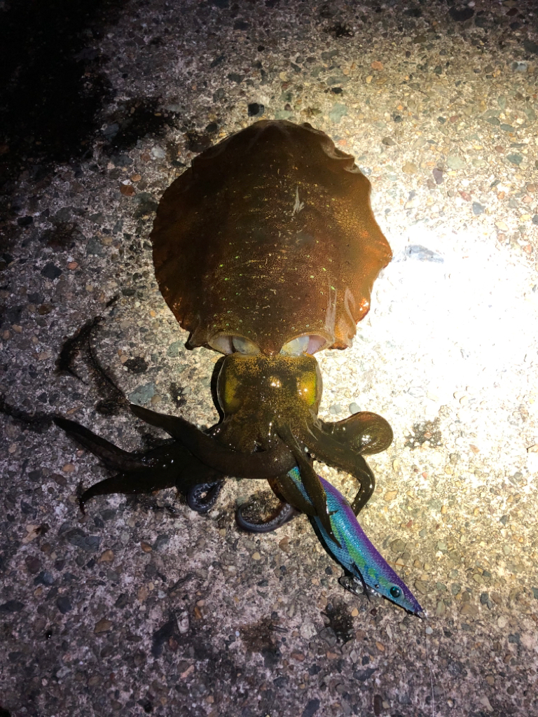 【伊根〜京丹後】12月クリア!