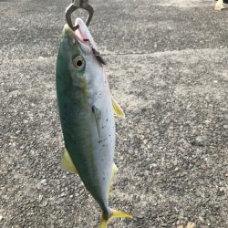 ワカナ、セイゴ