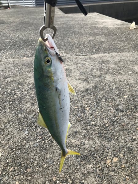 ワカナ、セイゴ