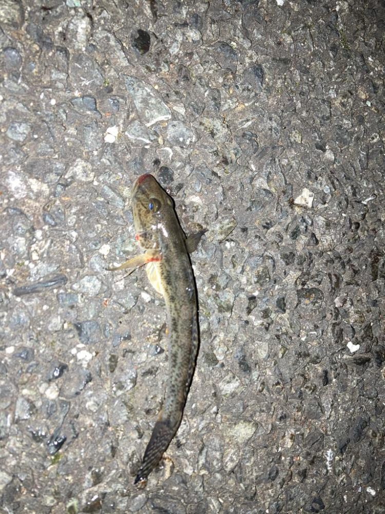 熱海釣れず！でハゼ釣りへ。。。