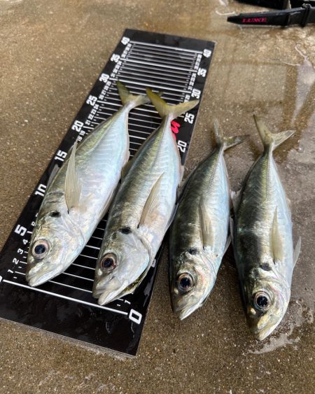 ２日連続尺アジ