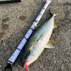青物釣れた
