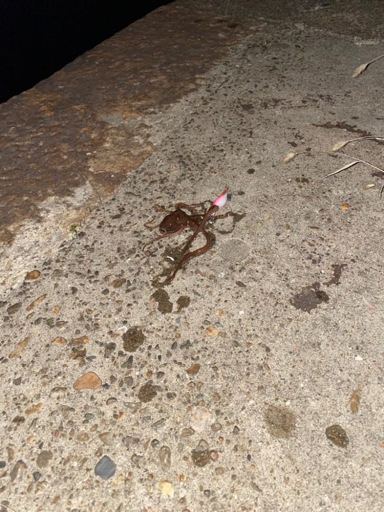 タコ釣り