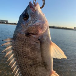 朝マヅメキビレ