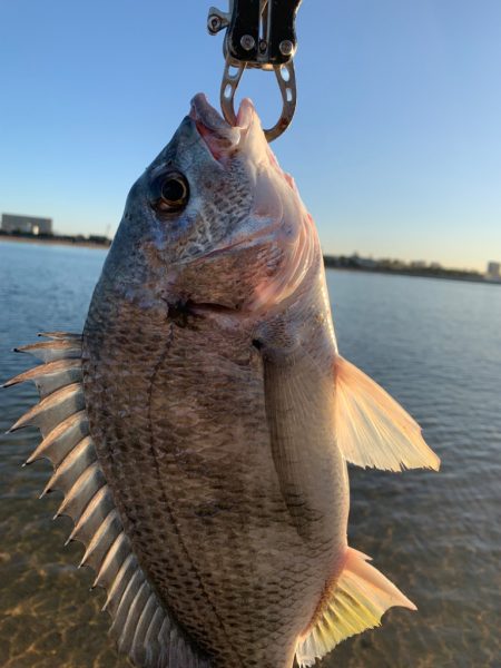 朝マヅメキビレ